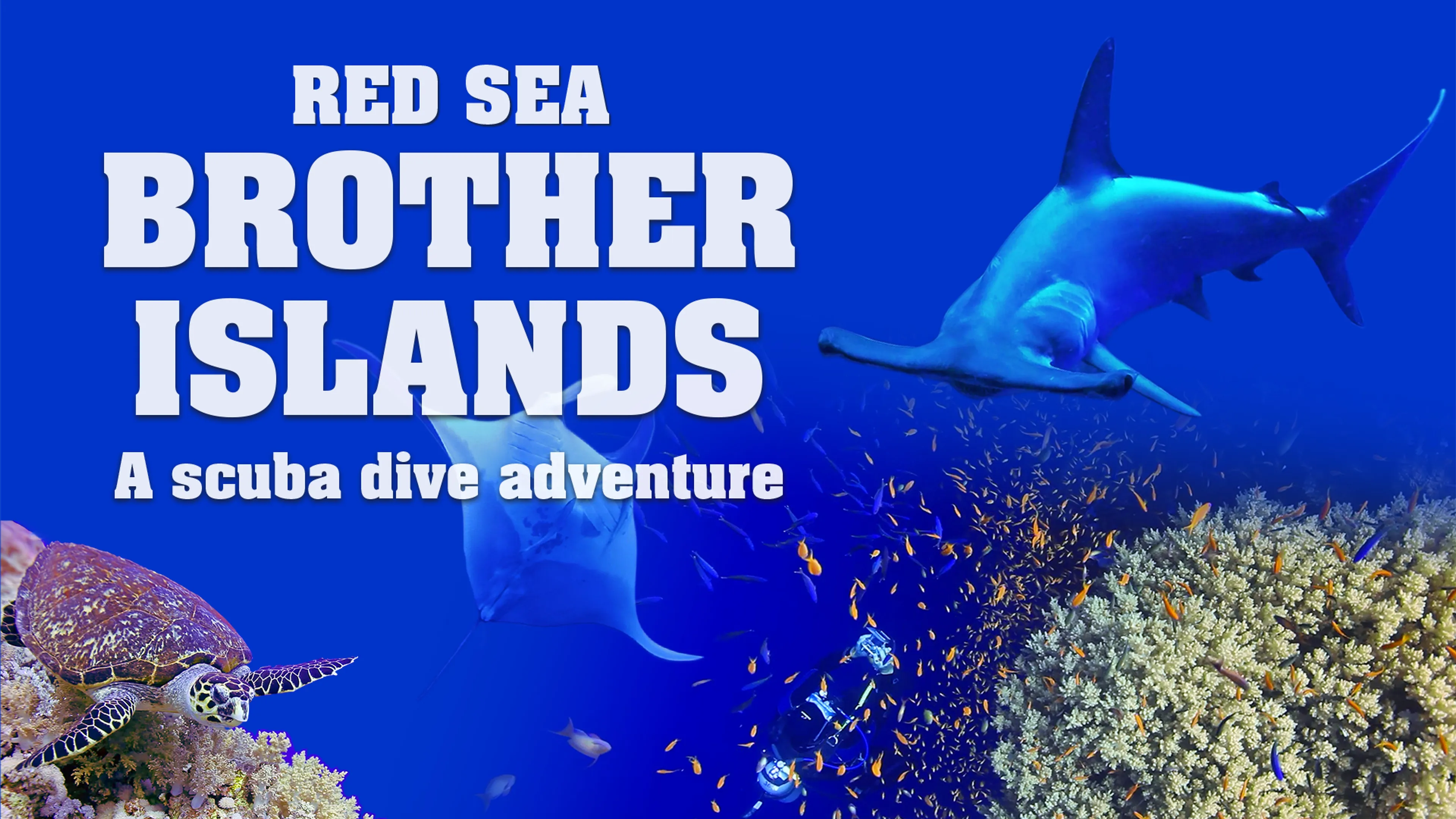 Red Sea: Brother Islands a Scuba Dive Adventure poster